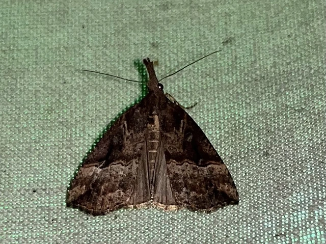 Hypena rostralis - közönséges karcsúbagoly
