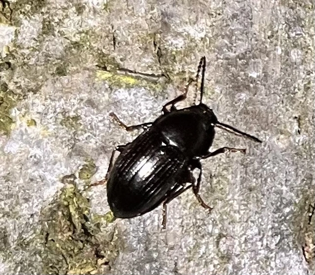 Nalassus dermestoides - rövidszárnyú gyászbogár