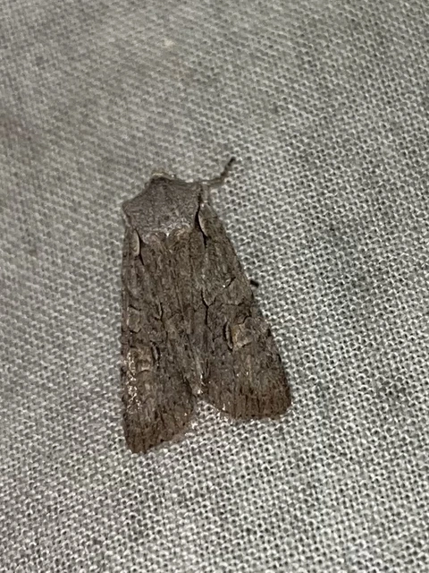 Lithophane ornitopus - közönséges fabagoly