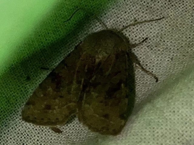 Orthosia incerta - változékony barkabagoly