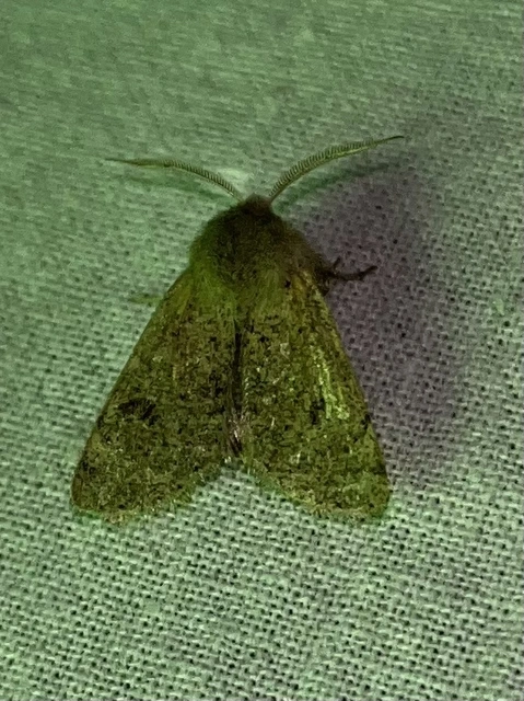 Orthosia cruda - kis barkabagoly
