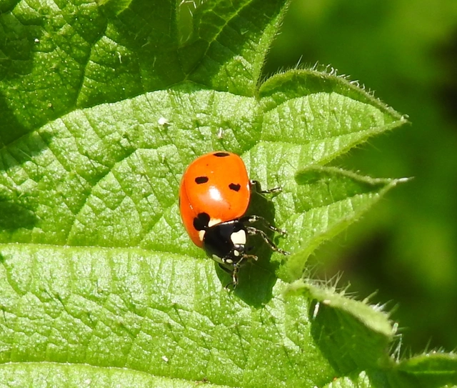Coccinella septempunctata - hétpettyes katica