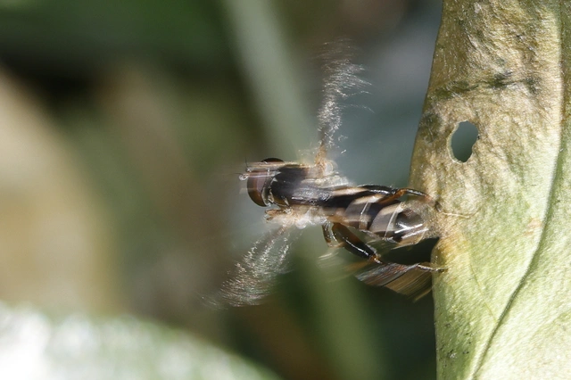 Diptera - Kétszárnyúak Diptera - Kétszárnyúak