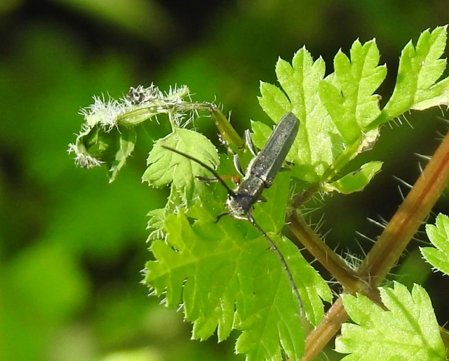Phytoecia cylindrica - medvelapucincér