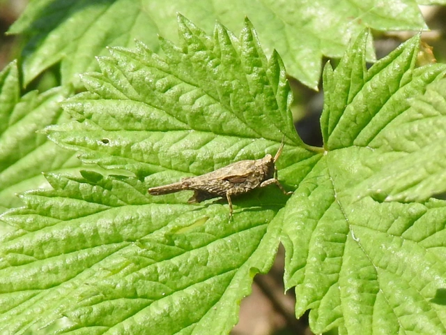 Tetrix subulata - közönséges tövishátúsáska