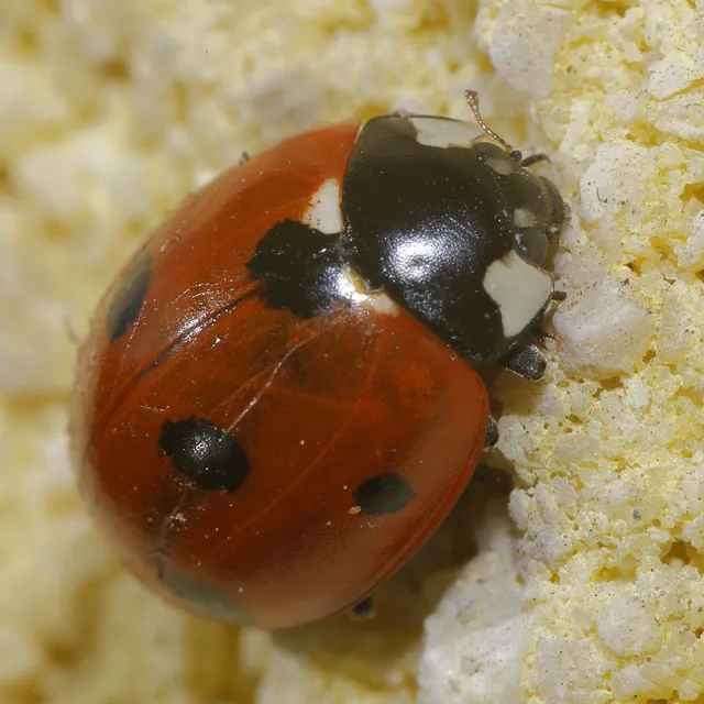 Coccinella septempunctata - hétpettyes katica