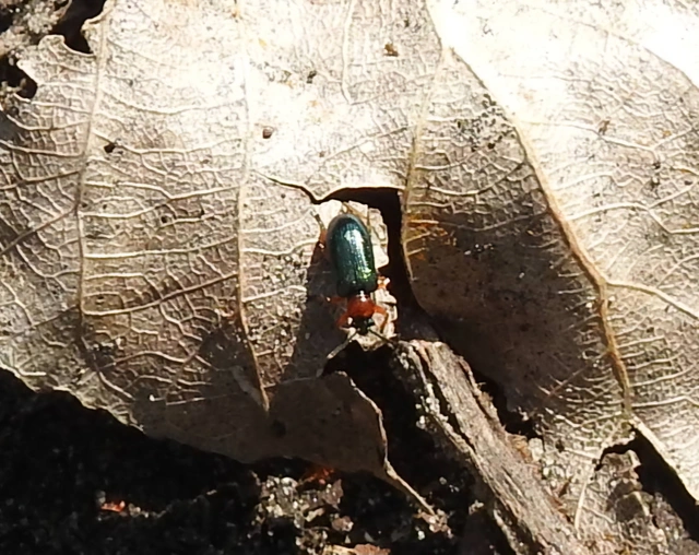 Oulema melanopus/duftschmidi