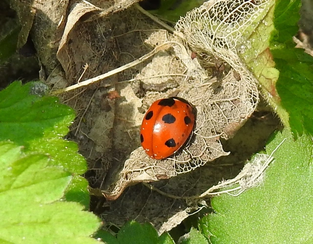 Coccinella