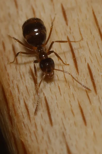 Prenolepis nitens - ragyogóhangya
