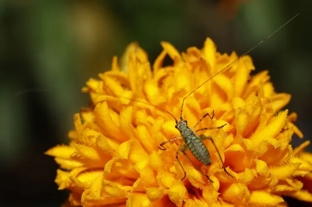 Orthoptera - Egyenesszárnyúak Orthoptera - Egyenesszárnyúak