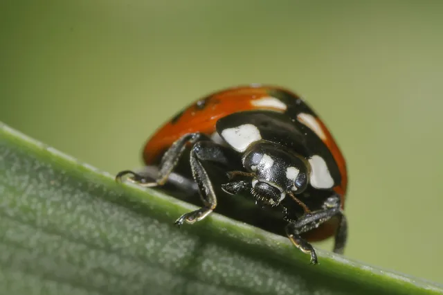 Coccinella septempunctata - hétpettyes katica