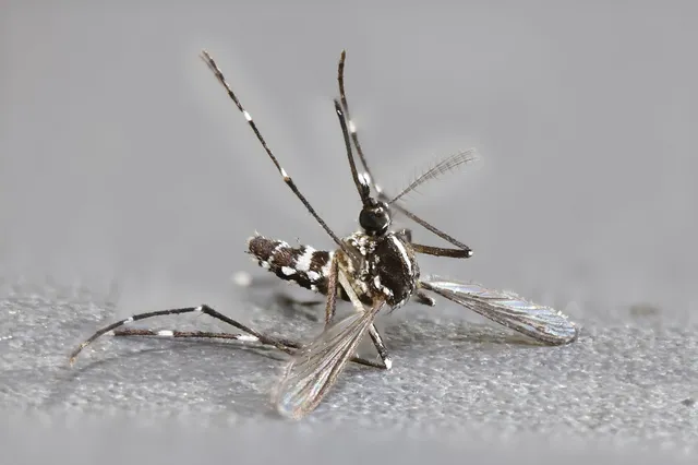 Diptera - Kétszárnyúak Diptera - Kétszárnyúak