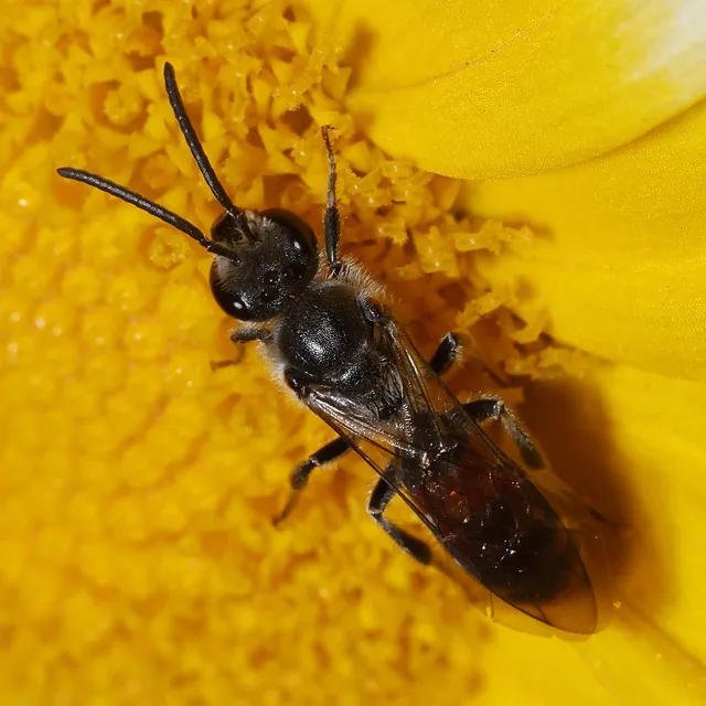 Hymenoptera - Hártyásszárnyúak Hymenoptera - Hártyásszárnyúak