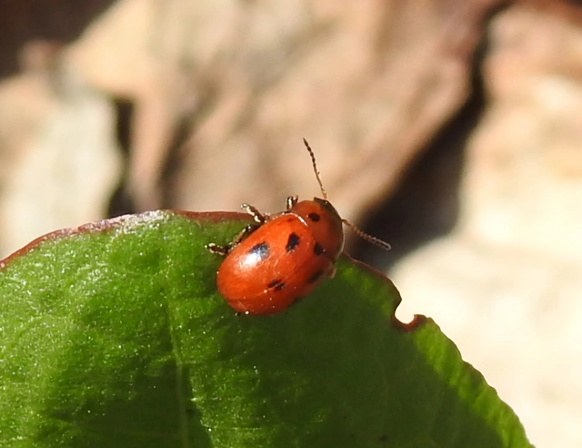 Gonioctena fornicata - közönséges lucernabogár