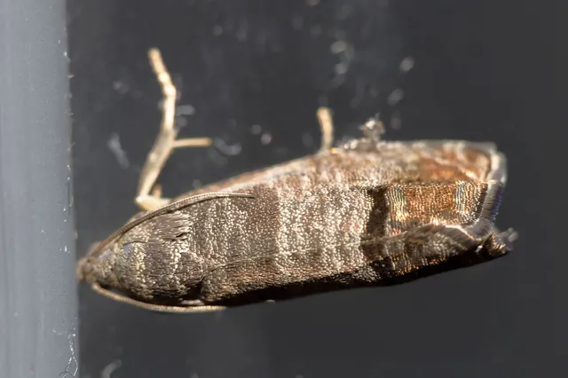 Cydia pomonella - almamoly