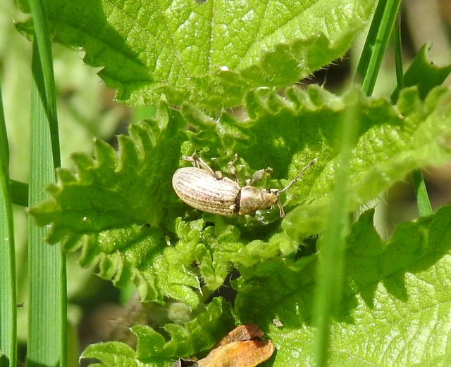 Phyllobius pyri - gyümölcsfa-levélormányos