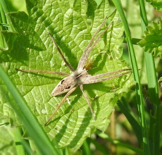 Pisaura mirabilis - csodáspók