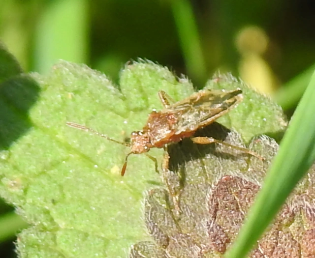 Rhopalidae - üvegpoloskák