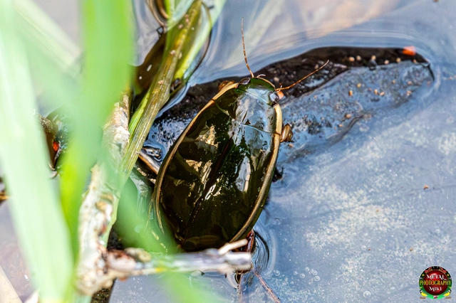 Cybister lateralimarginalis - nagy búvárbogár