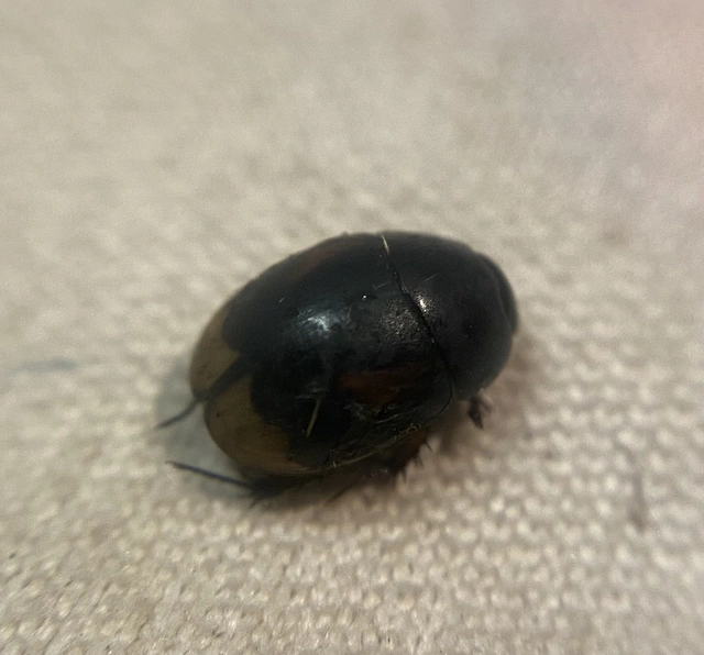 Sphaeridium scarabaeoides - négyfoltos ganajcsibor