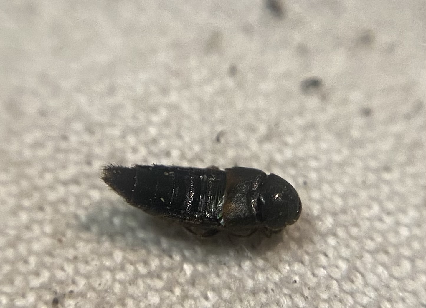 Aleochara intricata - reszelős fürkészholyva