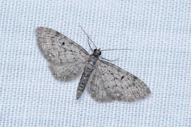 Eupithecia virgaureata - aranyvessző-törpearaszoló