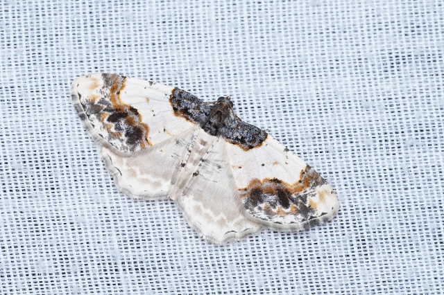Ligdia adustata - barna levélaraszoló