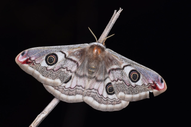 Saturnia pavoniella/pavonia