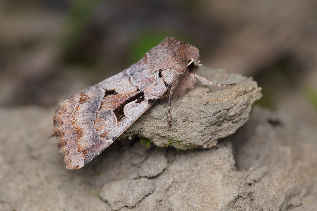 Orthosia gothica - feketefoltos barkabagoly