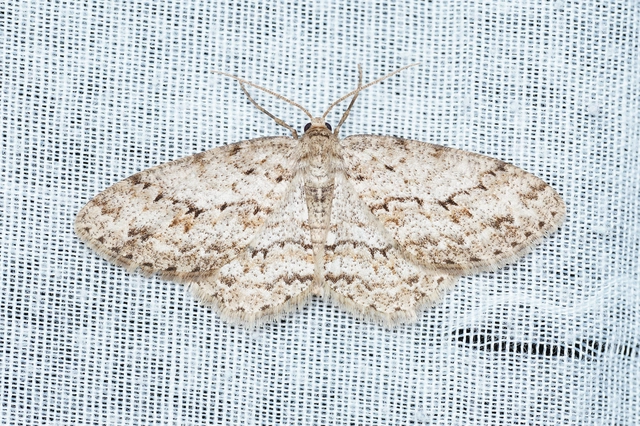 Ectropis crepuscularia - avararaszoló