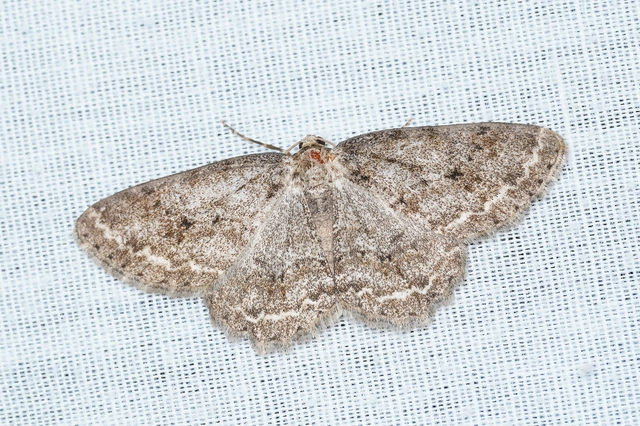 Ectropis crepuscularia - avararaszoló