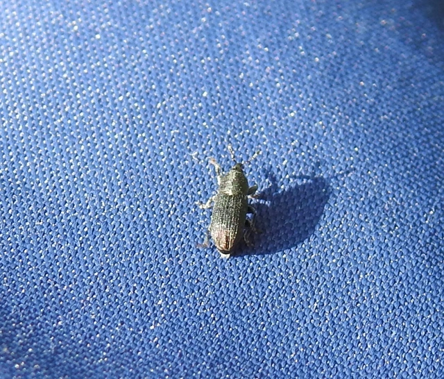 Mecinus pyraster - szélesnyakú útifűormányos