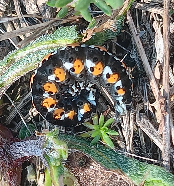 Pentophera morio - réti gyapjaslepke
