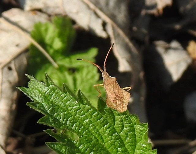 Syromastus rhombeus - vitorlás karimáspoloska
