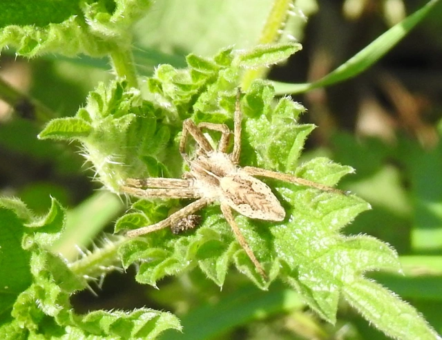 Pisaura mirabilis - csodáspók