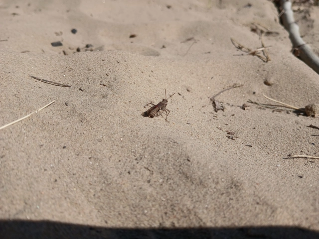 Acrotylus insubricus - önbeásósáska