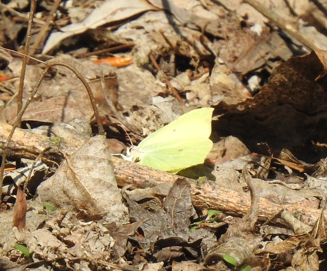 Gonepteryx rhamni - citromlepke