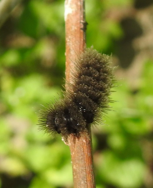 Amata phegea - fehérpettyes álcsüngőlepke