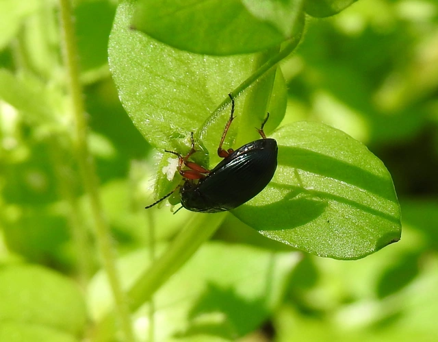 Amara saphyrea - azúrkék közfutó Amara saphyrea - azúrkék közfutó