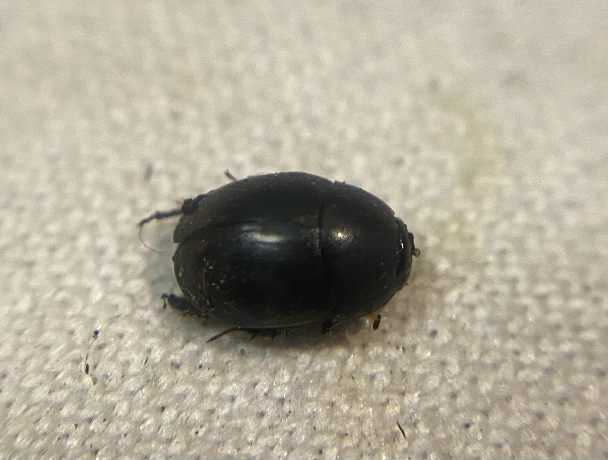 Sphaeridium substriatum - pontsoros ganajcsibor