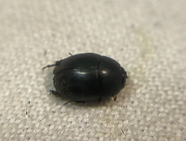 Sphaeridium substriatum - pontsoros ganajcsibor