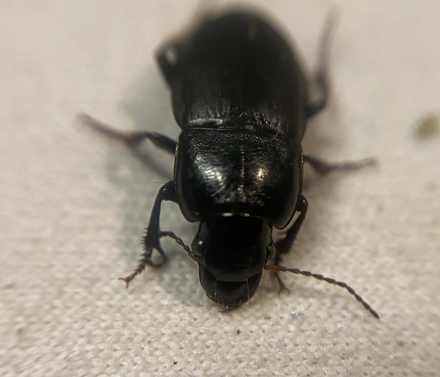 Harpalus caspius - keleti lomhafutó