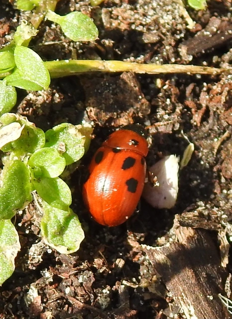 Gonioctena fornicata - közönséges lucernabogár