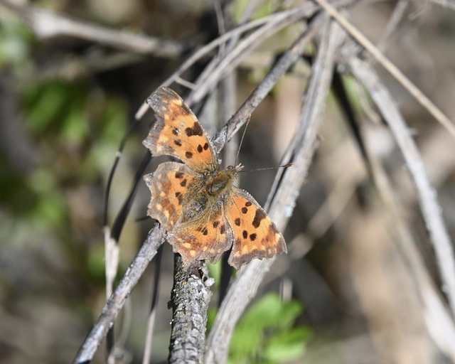 Nymphalis c-album - C-betűs lepke