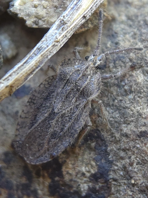 Tingis reticulata - szőrösszegélyű csipkéspoloska Tingis reticulata - szőrösszegélyű csipkéspoloska