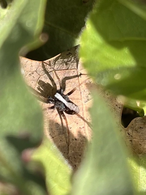 Pardosa alacris/lugubris