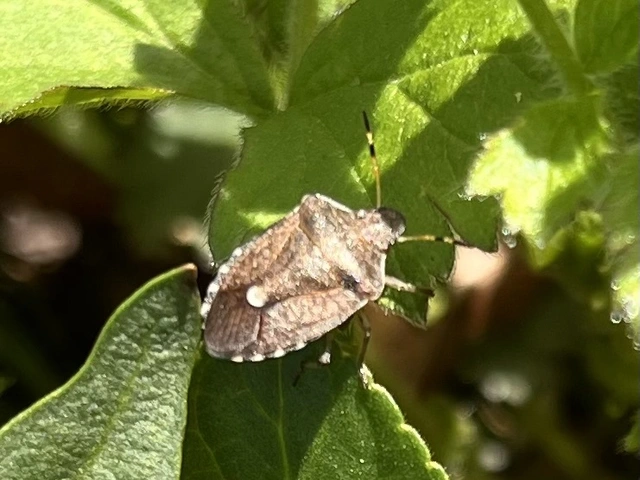 Peribalus strictus - tavaszi címerespoloska