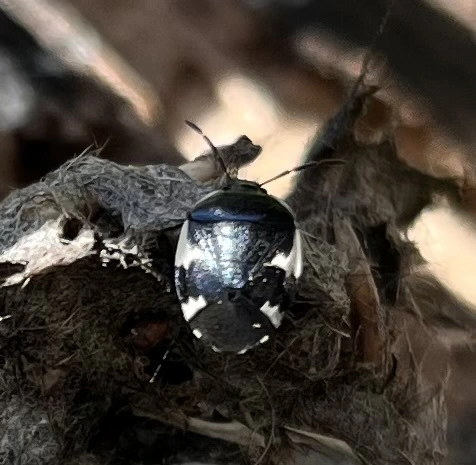 Tritomegas sexmaculatus - hatfoltos földipoloska