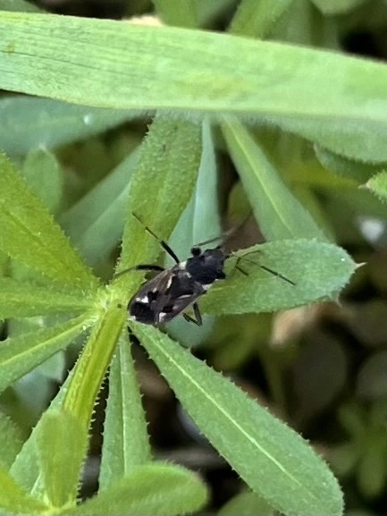 Rhyparochromidae - földibodobácsok