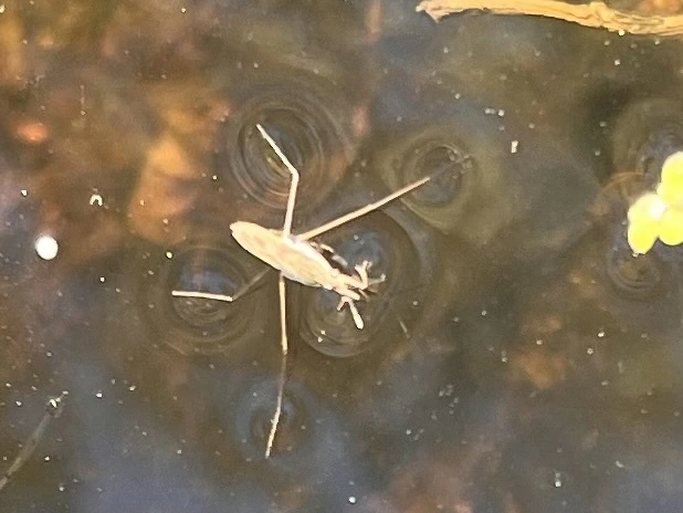 Gerridae - molnárpoloskák